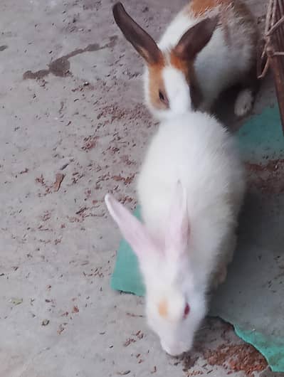 Red eyes rabbit