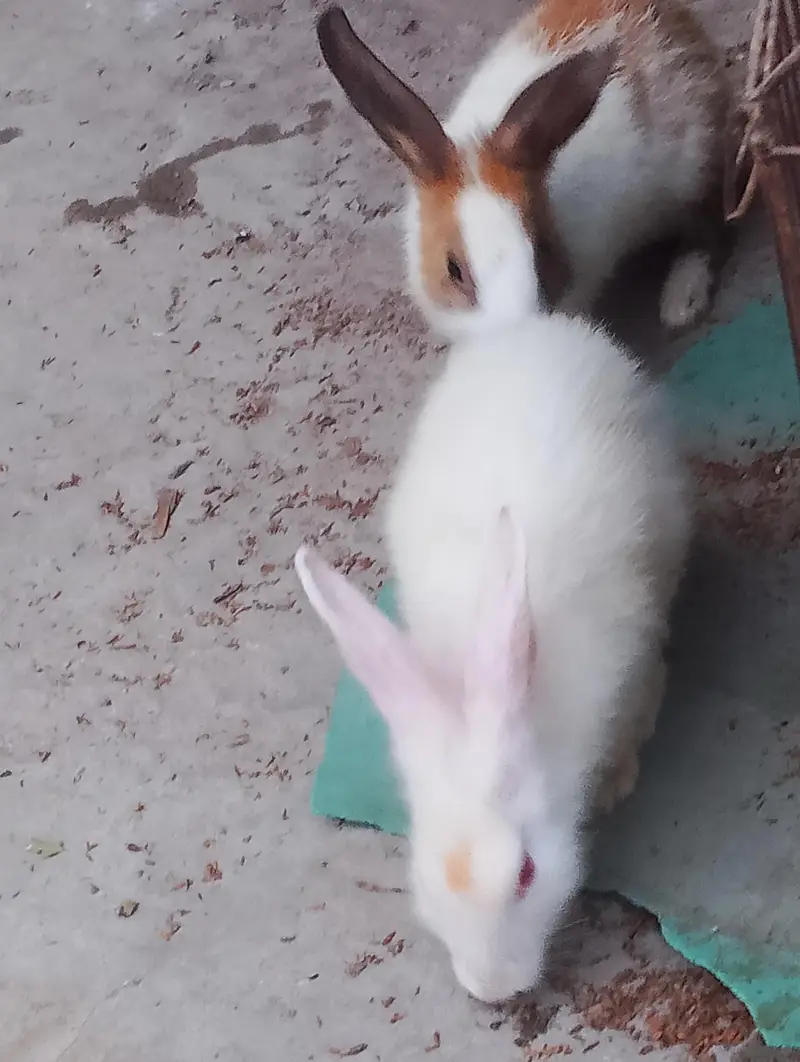 Red eyes rabbit