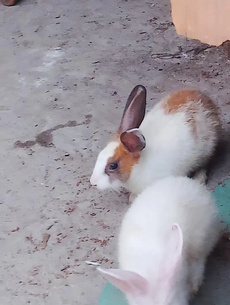 Red eyes rabbit — photo 2