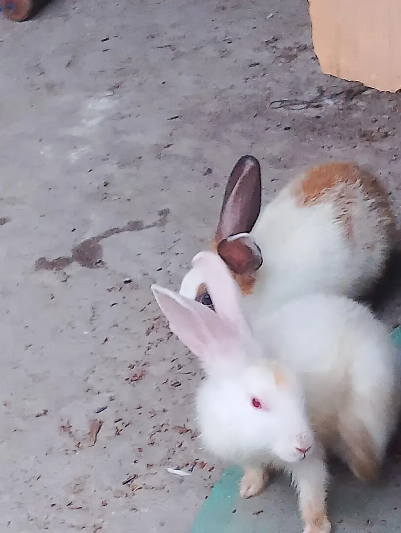 Red eyes rabbit — photo 3