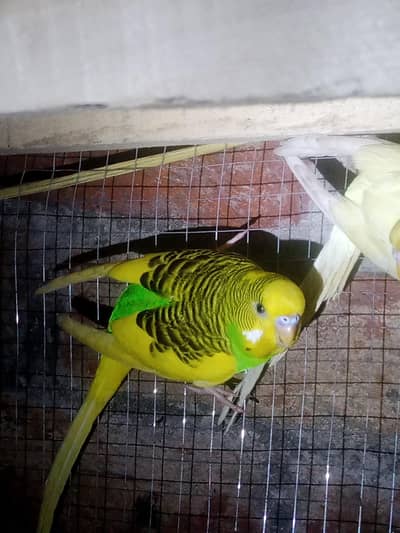 Australian budgie parrot Available