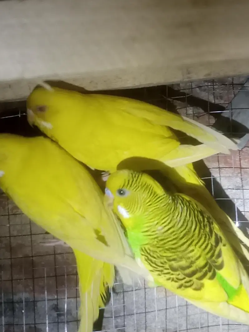 Australian budgie parrot Available — photo 2