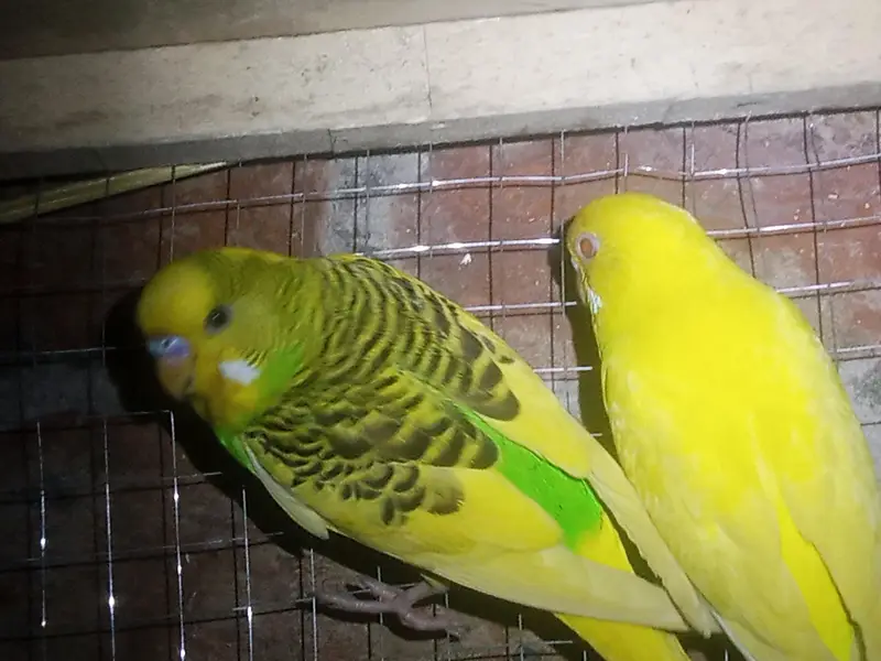 Australian budgie parrot Available — photo 3