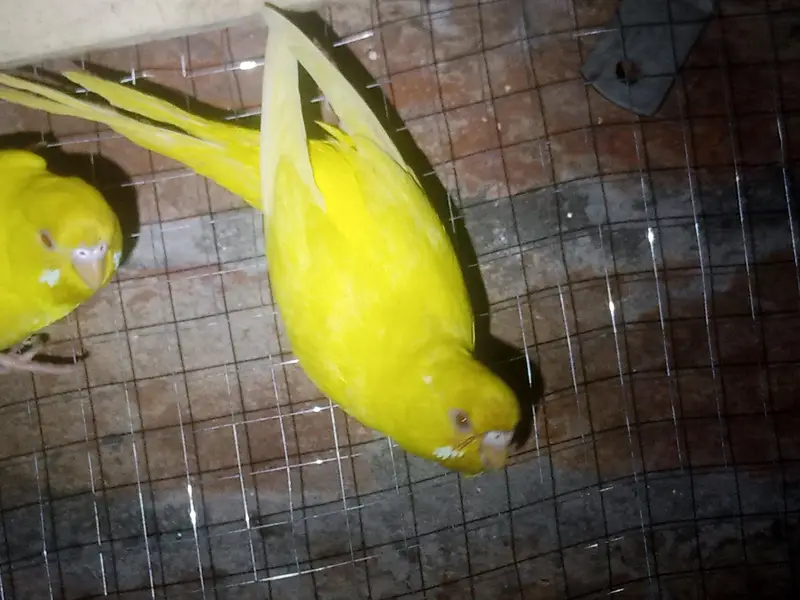 Australian budgie parrot Available — photo 4