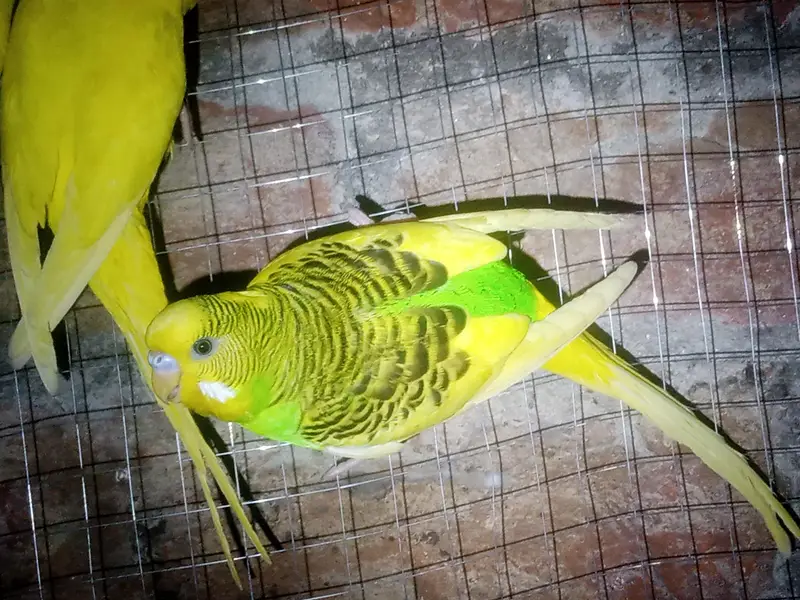 Australian budgie parrot Available — photo 5
