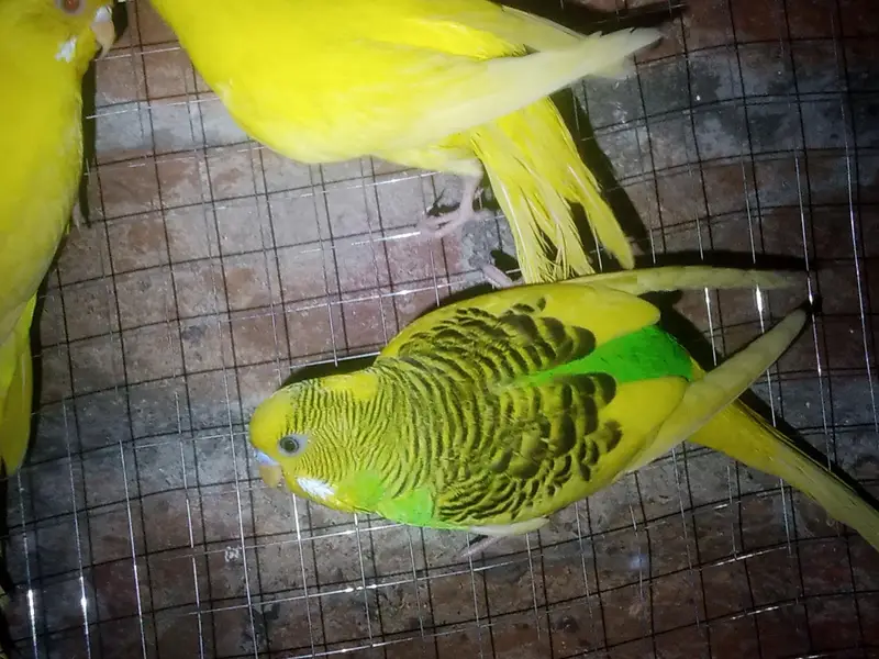 Australian budgie parrot Available — photo 6