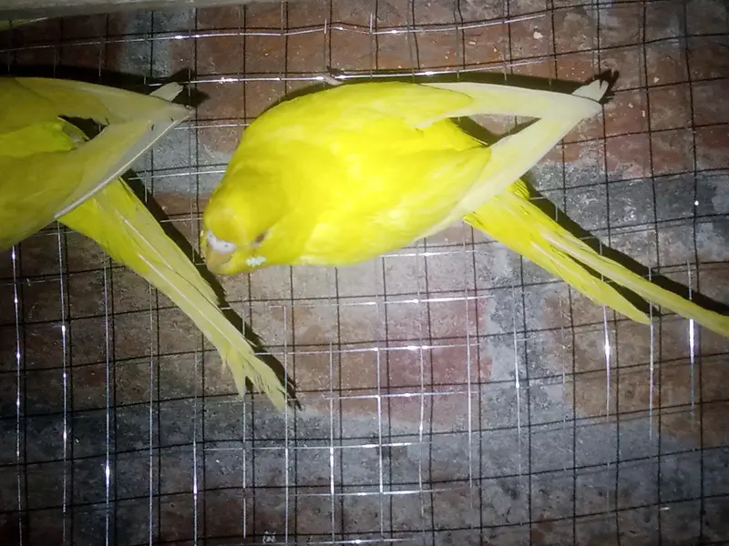 Australian budgie parrot Available — photo 7