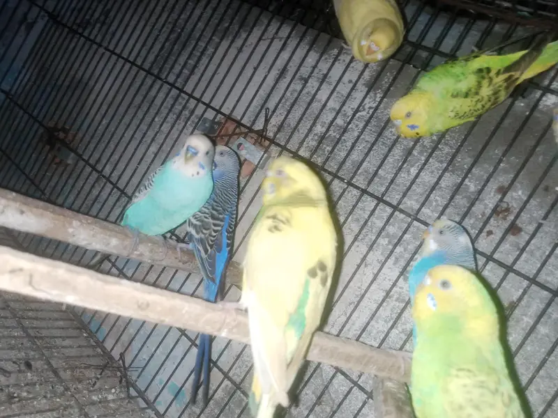 Australian budgie parrot Available — photo 8