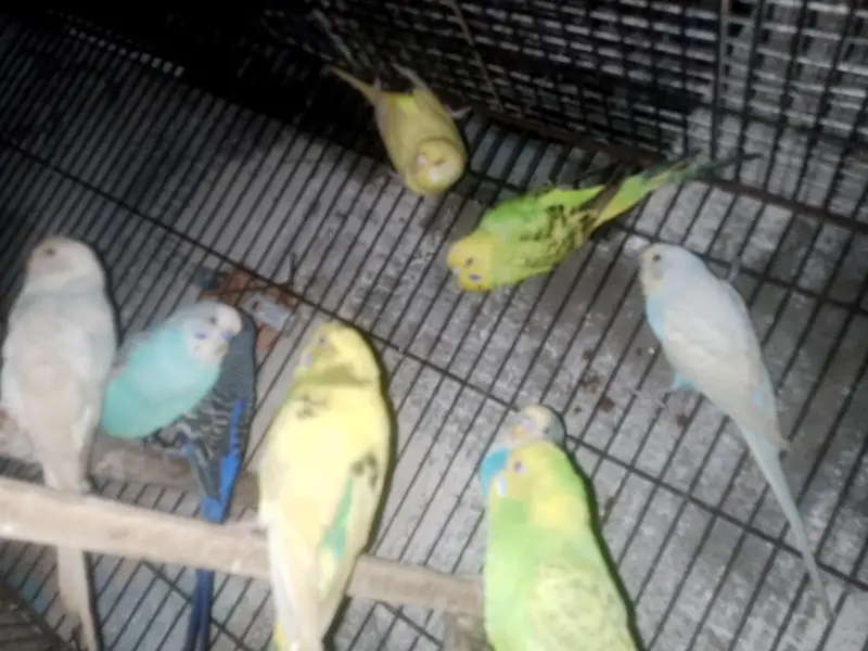 Australian budgie parrot Available — photo 9