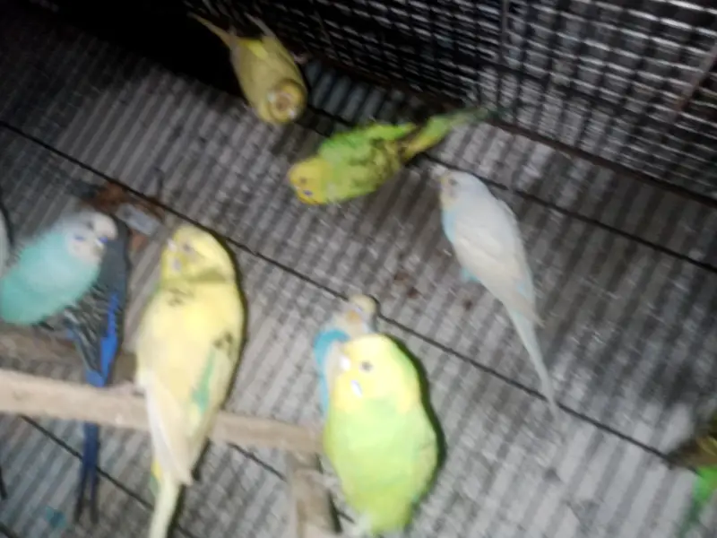 Australian budgie parrot Available — photo 10