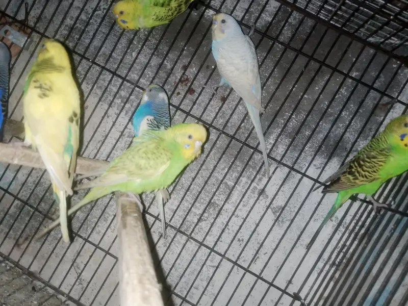 Australian budgie parrot Available — photo 11