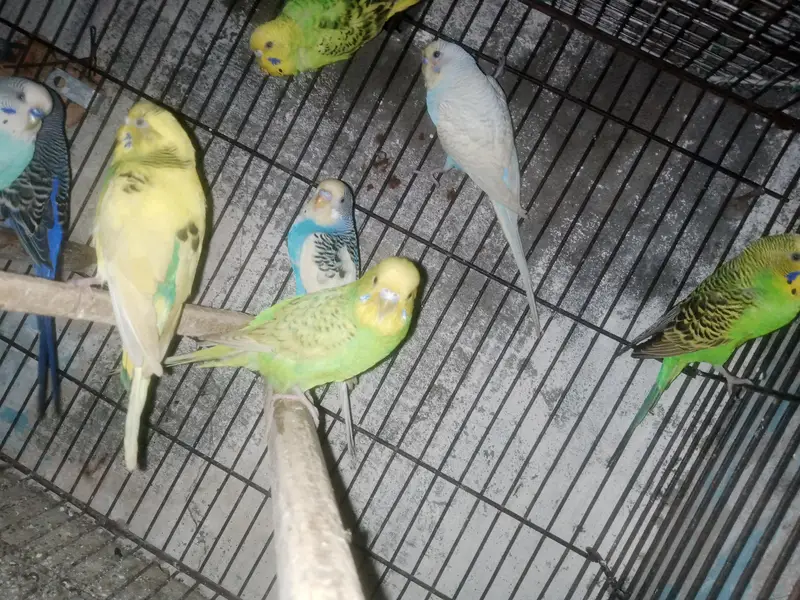 Australian budgie parrot Available — photo 12