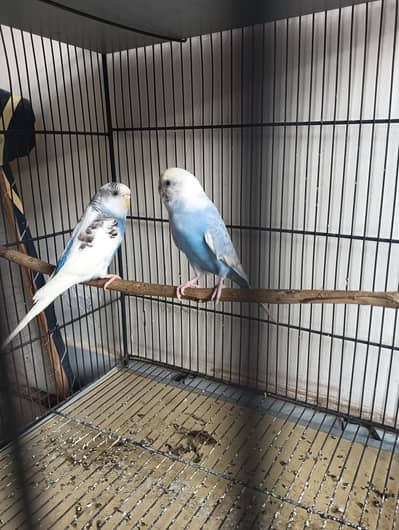 Australian budgies