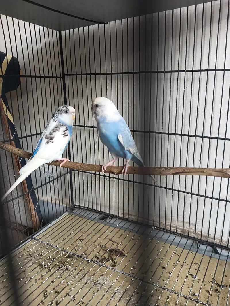 Australian budgies — photo 2