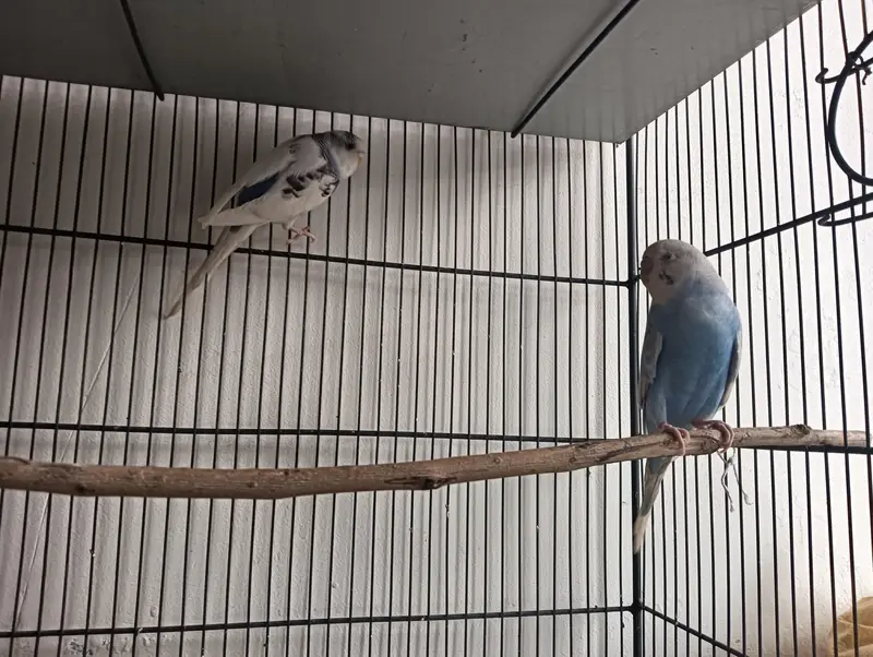 Australian budgies — photo 3