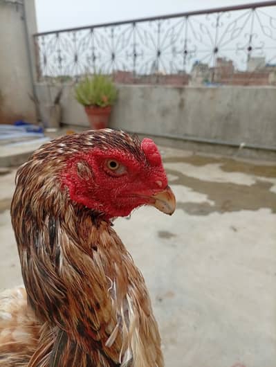 Japanese shamo female , age 2 year
