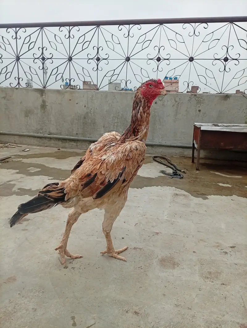 Japanese shamo female , age 2 year — photo 2