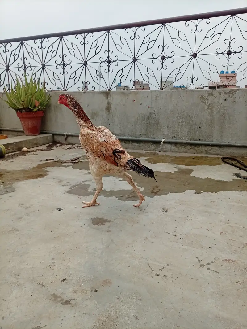 Japanese shamo female , age 2 year — photo 3