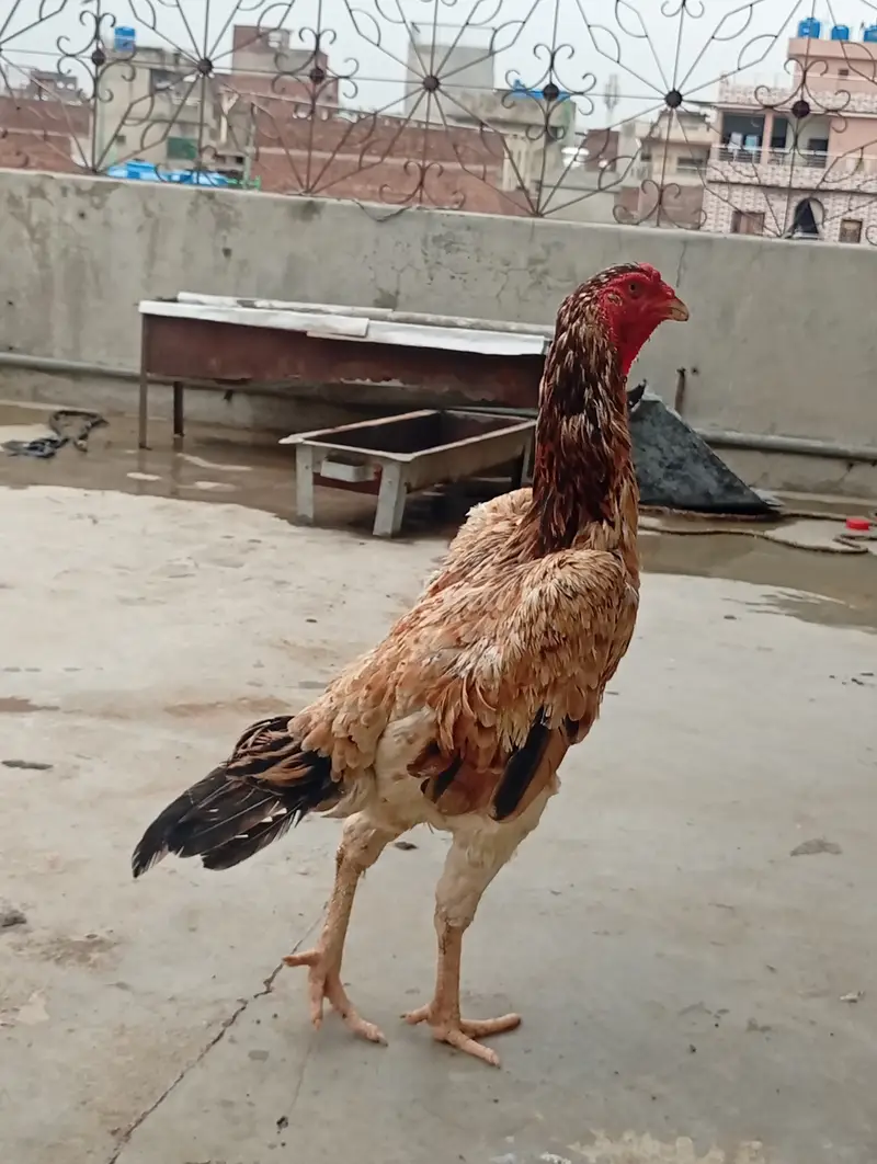 Japanese shamo female , age 2 year — photo 6