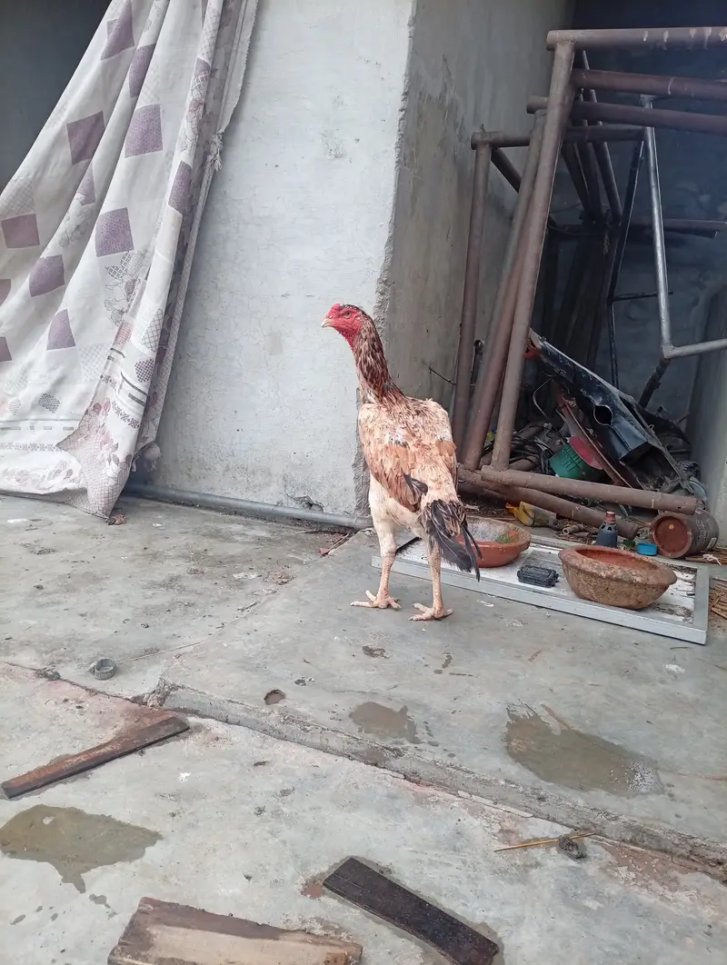 Japanese shamo female , age 2 year — photo 7