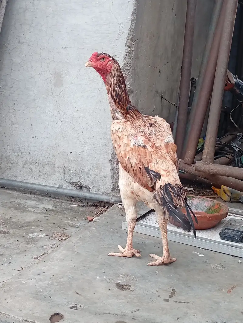 Japanese shamo female , age 2 year — photo 8