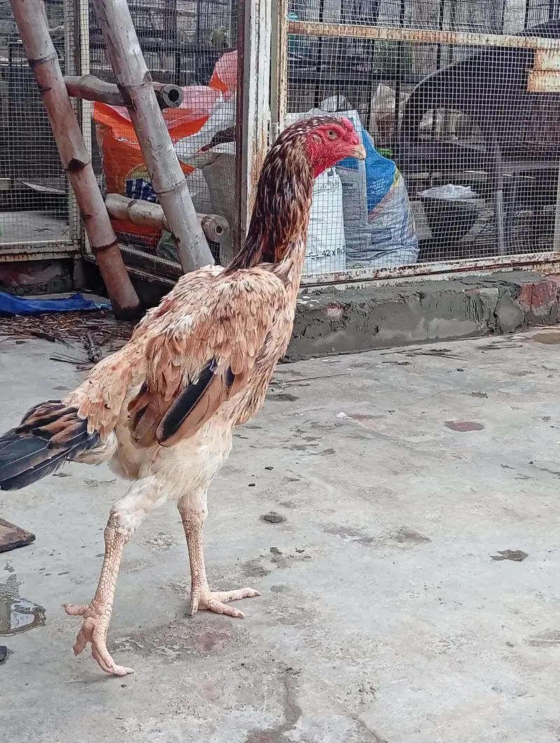 Japanese shamo female , age 2 year — photo 10