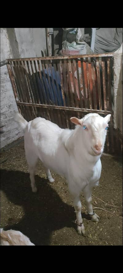 Tatda Bakra breeder