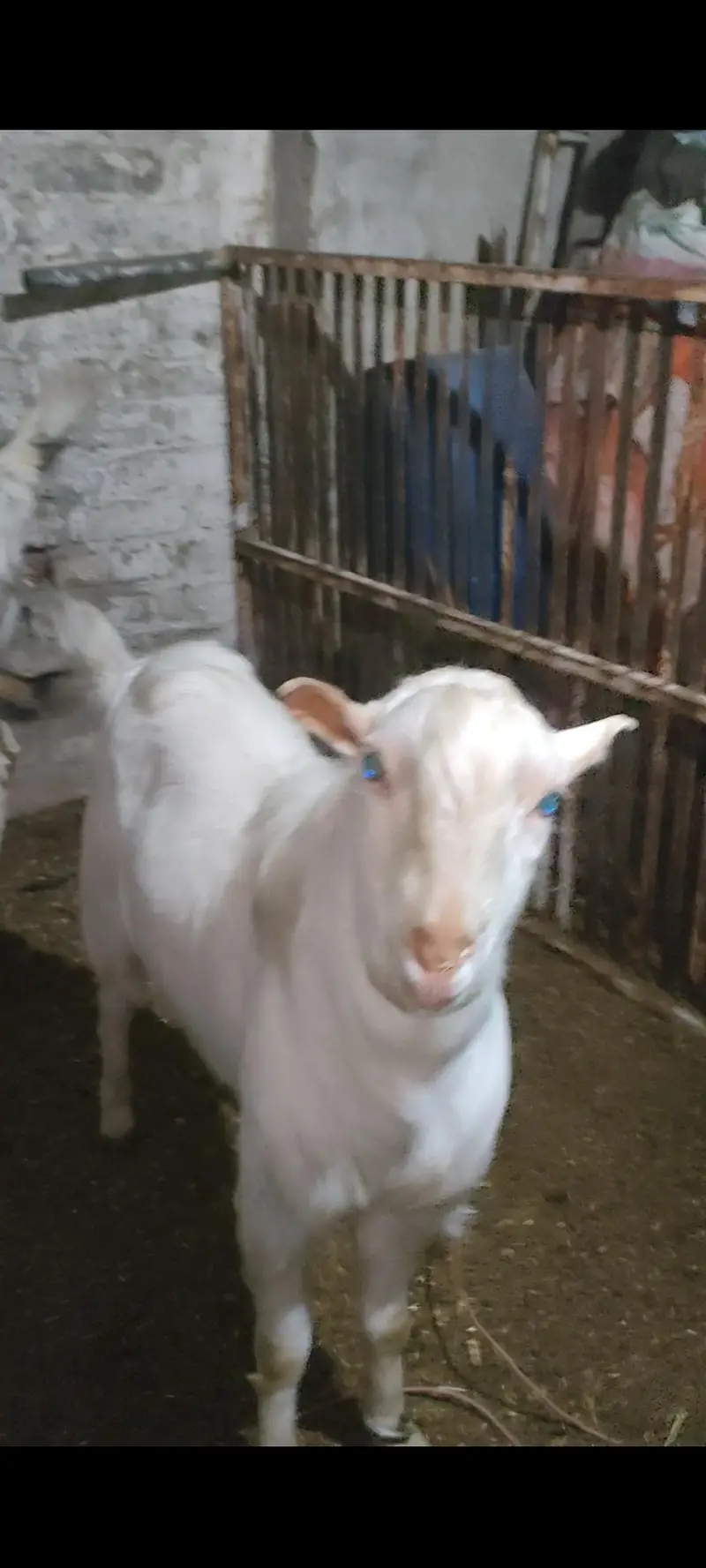 Tatda Bakra breeder — photo 2