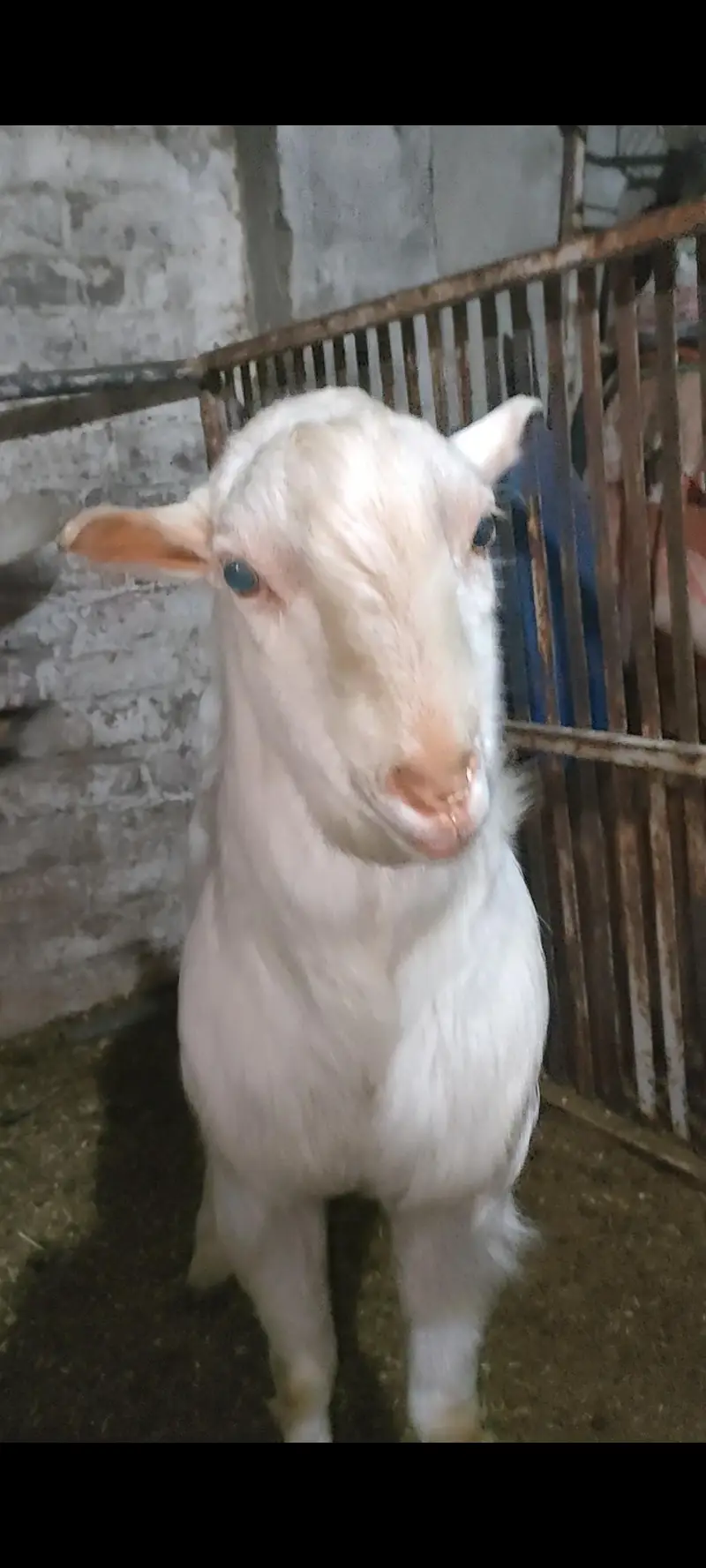Tatda Bakra breeder — photo 3