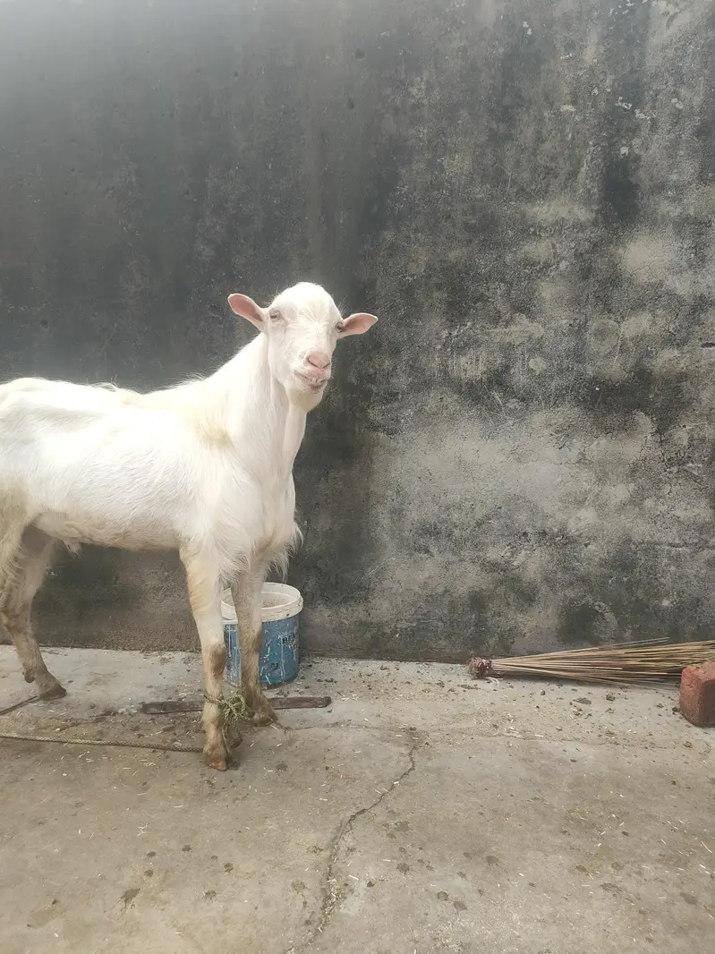 Tatda Bakra breeder — photo 4