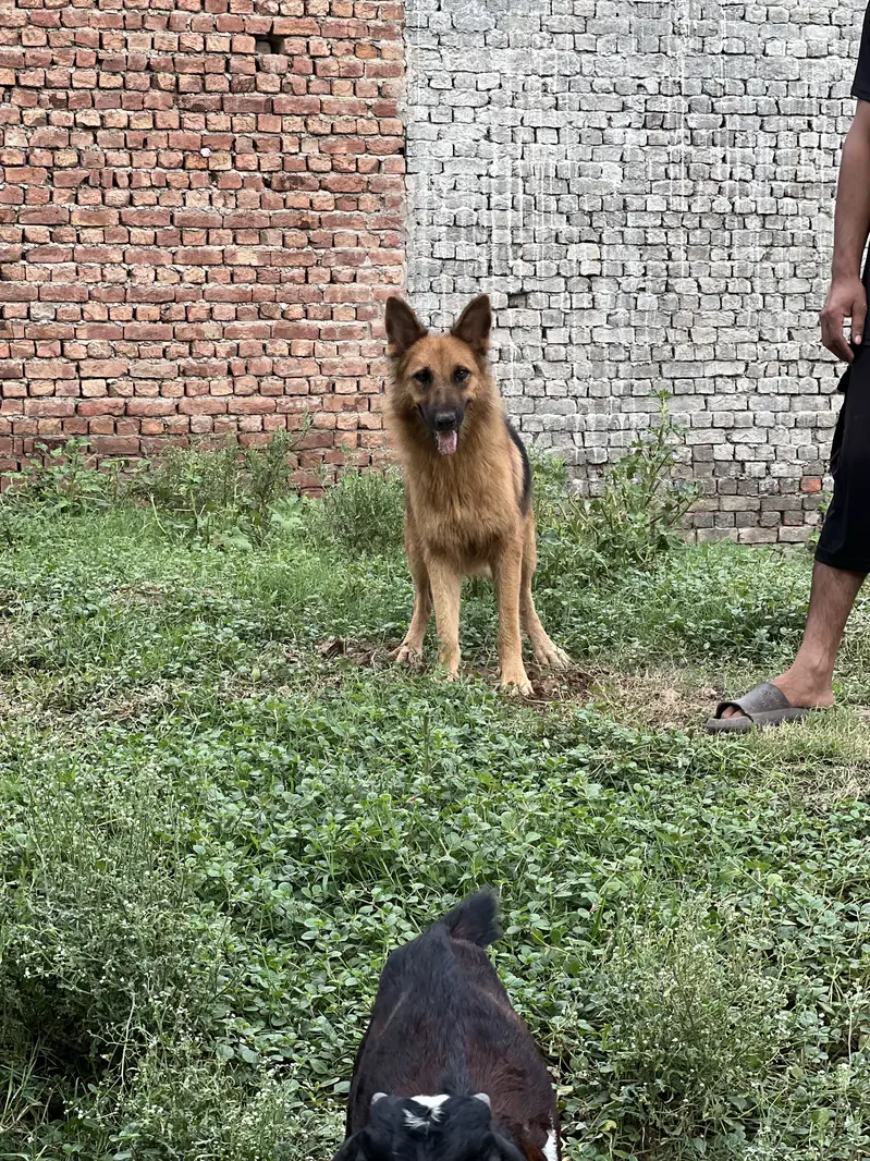 Tiger and suzii — photo 3