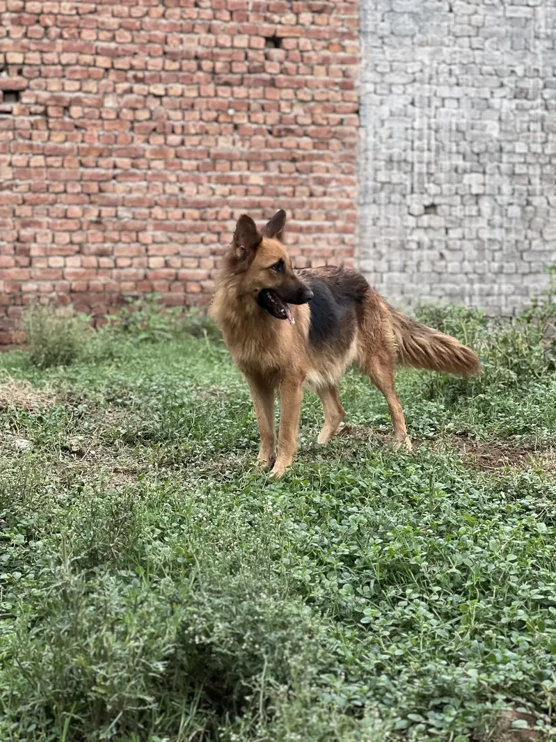 Tiger and suzii — photo 7