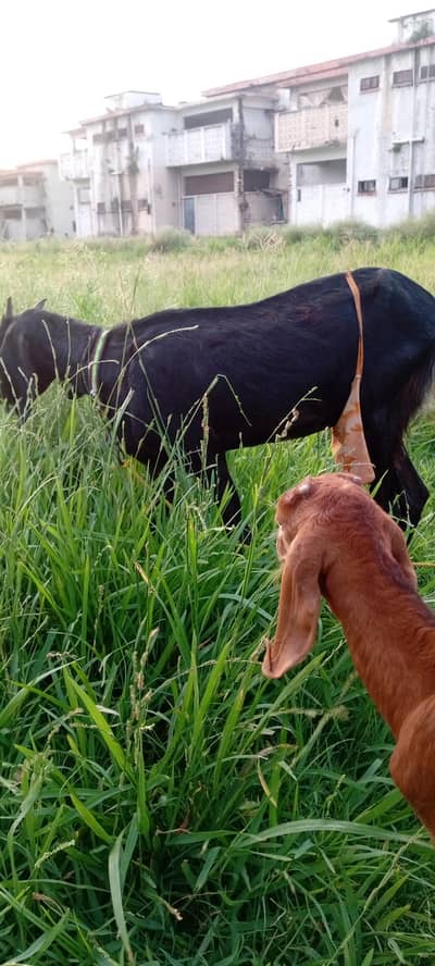 desi black bakri  sath ak bacha be he