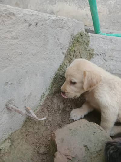 labry dog