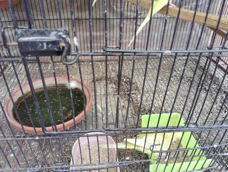 Australian parrat gher ke — photo 2