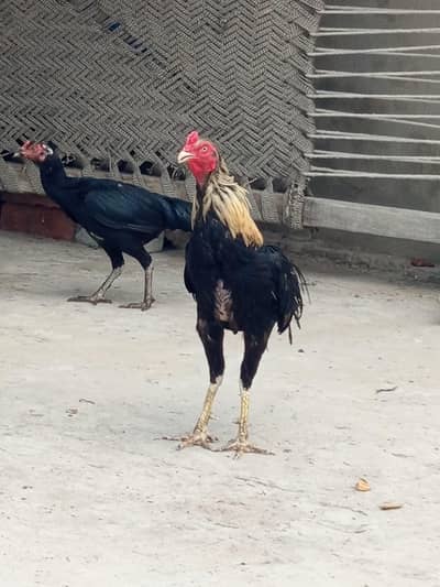 Aseel murga or murgi pair for sale
