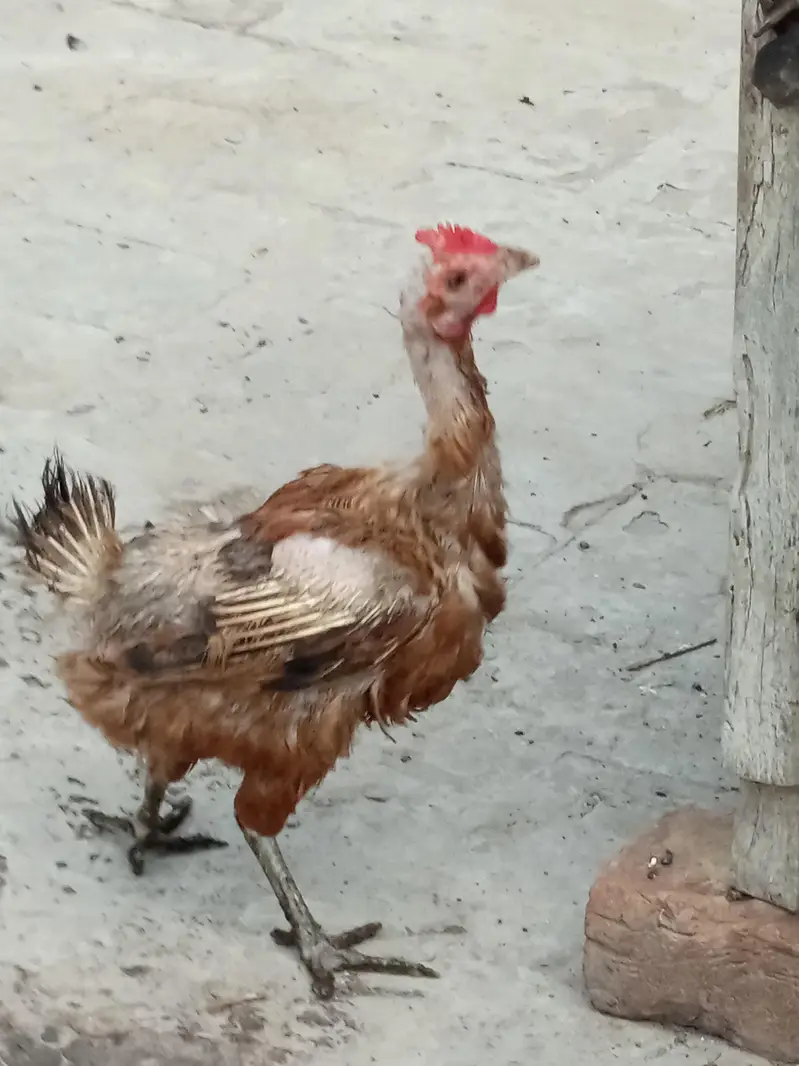 Aseel murga or murgi pair for sale — photo 2