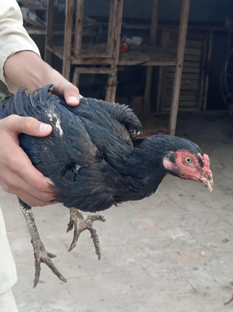 Aseel murga or murgi pair for sale — photo 3