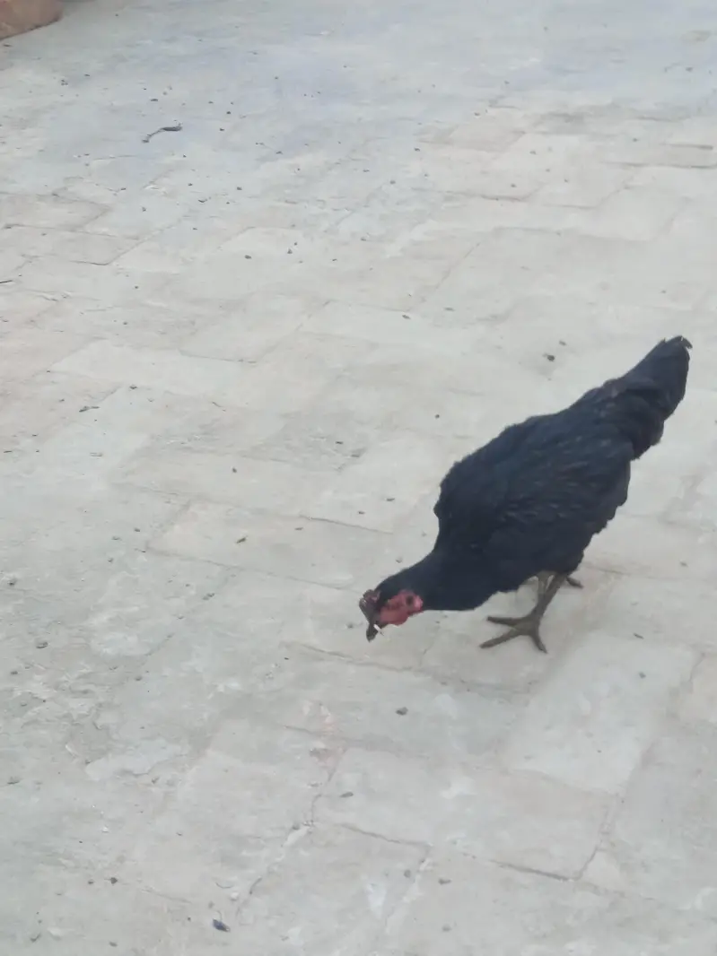 Aseel murga or murgi pair for sale — photo 4