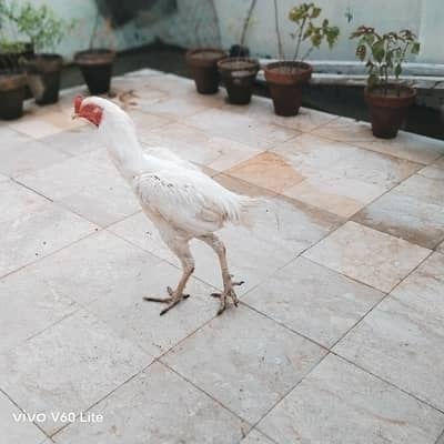 Aseel/Murga/Murgi/Madi/chick/choze/heera