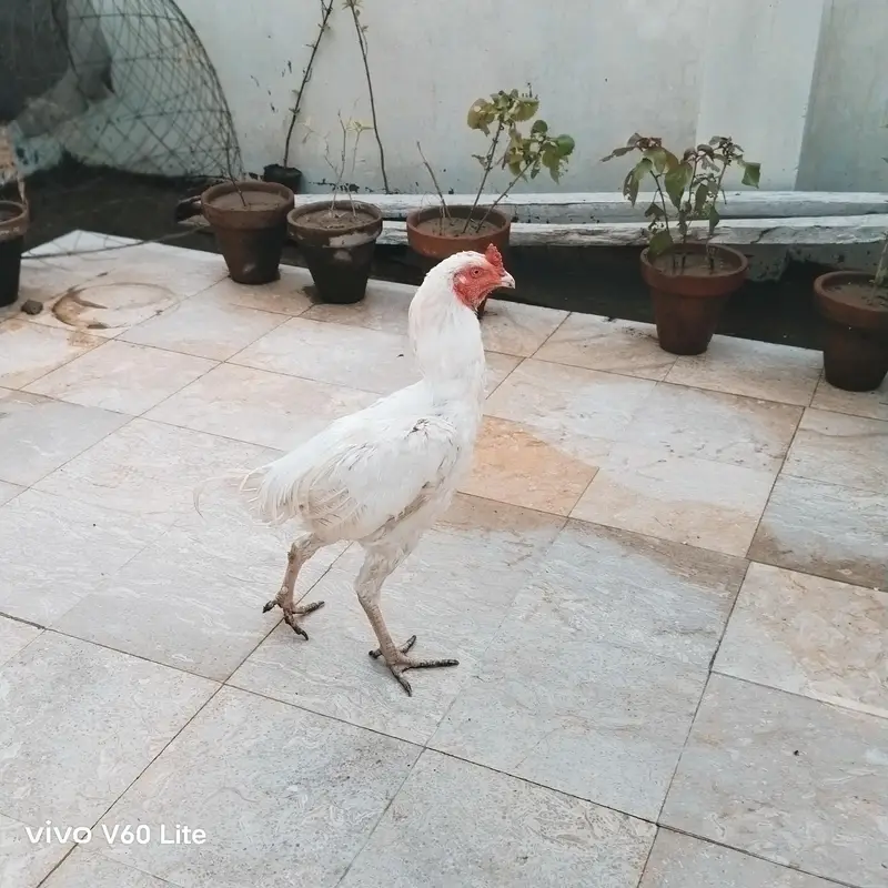 Aseel/Murga/Murgi/Madi/chick/choze/heera — photo 2