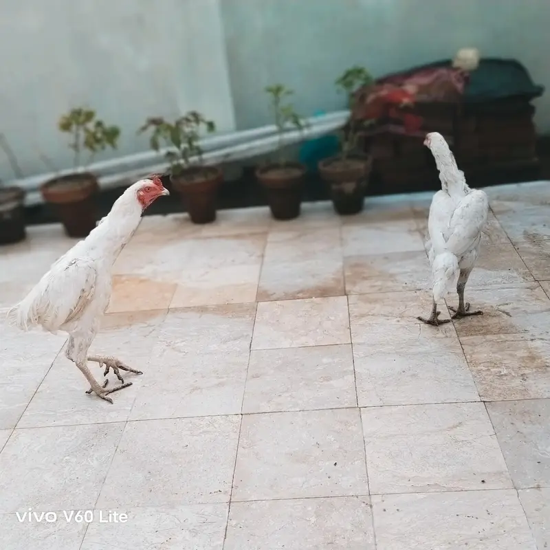 Aseel/Murga/Murgi/Madi/chick/choze/heera — photo 3