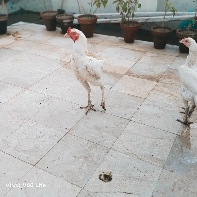 Aseel/Murga/Murgi/Madi/chick/choze/heera — photo 4