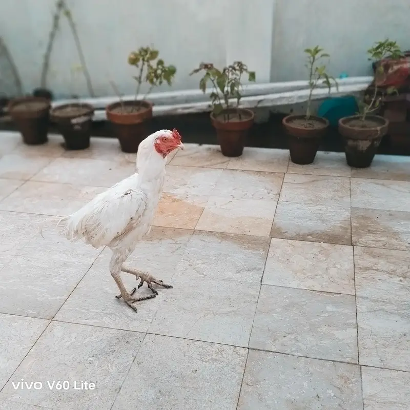 Aseel/Murga/Murgi/Madi/chick/choze/heera — photo 5