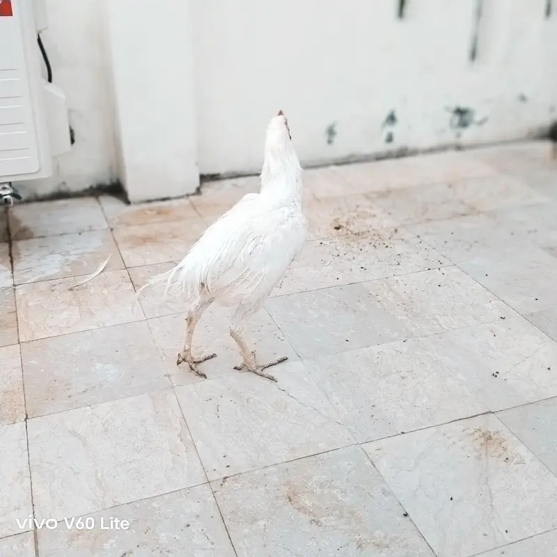 Aseel/Murga/Murgi/Madi/chick/choze/heera — photo 6
