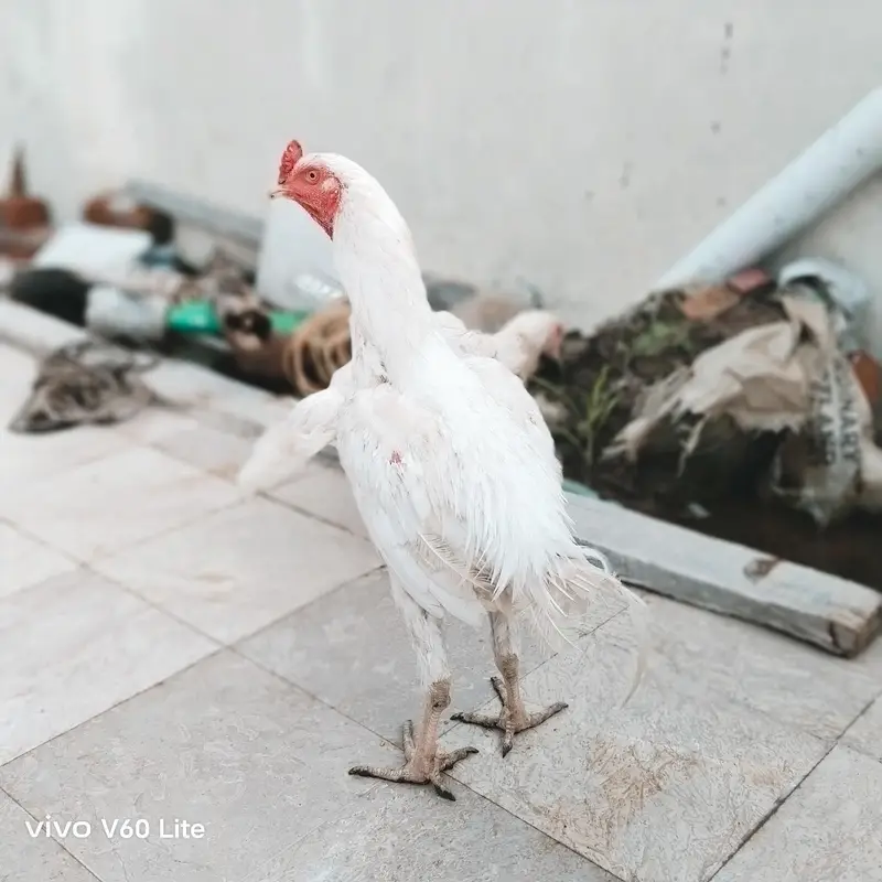 Aseel/Murga/Murgi/Madi/chick/choze/heera — photo 7