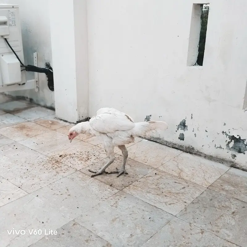 Aseel/Murga/Murgi/Madi/chick/choze/heera — photo 8