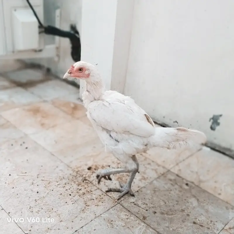Aseel/Murga/Murgi/Madi/chick/choze/heera — photo 9