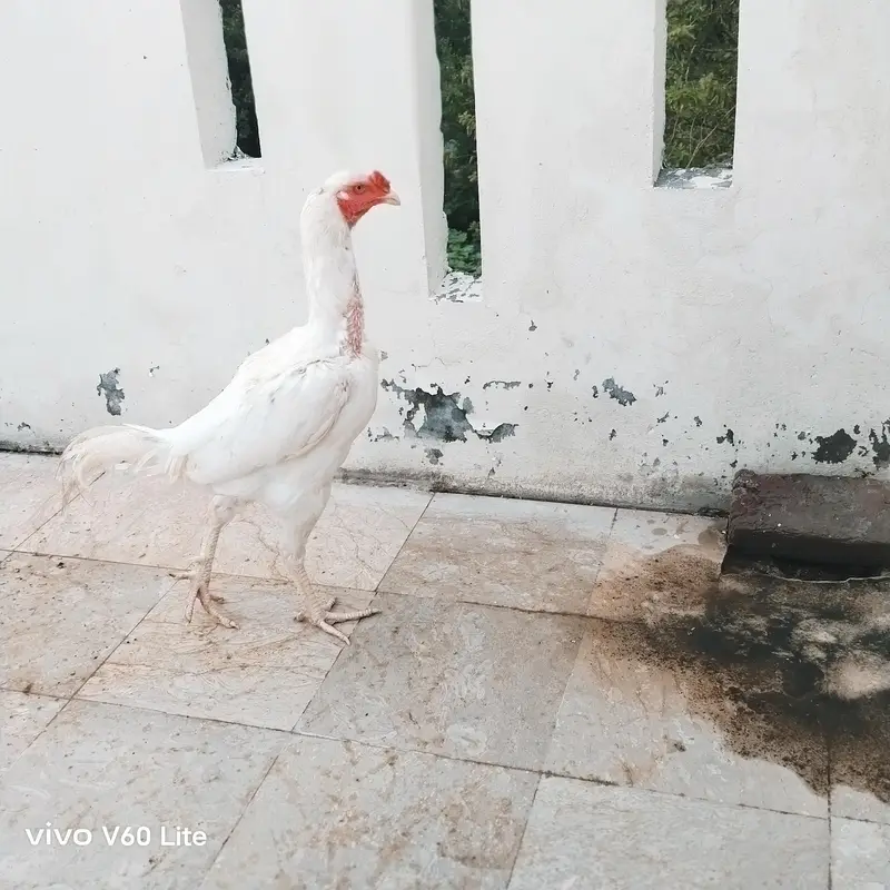 Aseel/Murga/Murgi/Madi/chick/choze/heera — photo 10