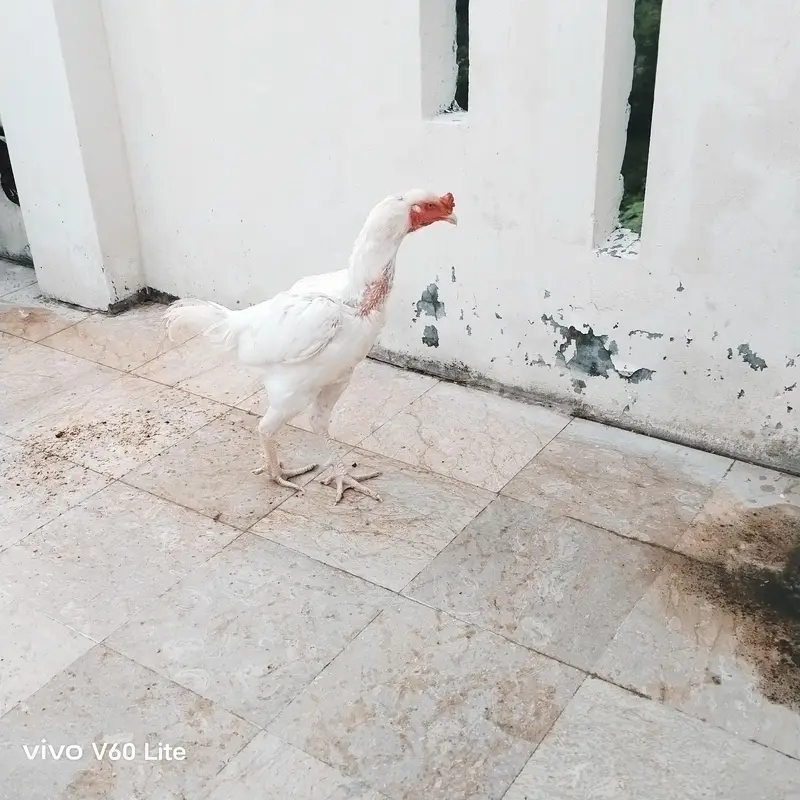 Aseel/Murga/Murgi/Madi/chick/choze/heera — photo 11